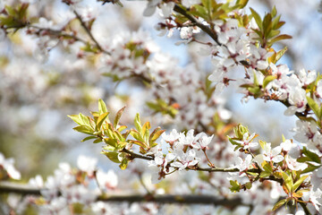 Plum blossoms, white fragrant flowers on background of light blue sky, blooming flowering tree in...