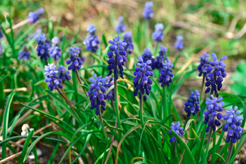 Fototapeta premium Grape hyacinth, muscari blue flowers grow in spring meadow among green grass.