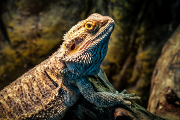 Portrait of cute agama lizard (bearded dragon)