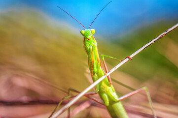 Portrait of green praying mantis in nature