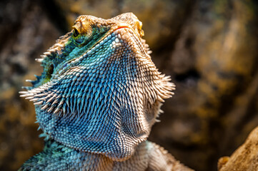 Portrait of live funny agama lizard (bearded dragon)