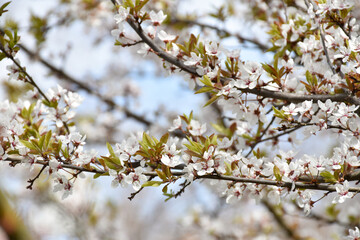 Plum blossoms, white fragrant flowers on background of light blue sky, blooming flowering tree in...