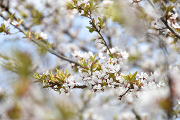 Plum blossoms, white fragrant flowers on background of light blue sky, blooming flowering tree in...