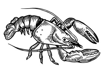Lobster sea animal engraving PNG illustration. Scratch board style imitation. Black and white hand drawn image.