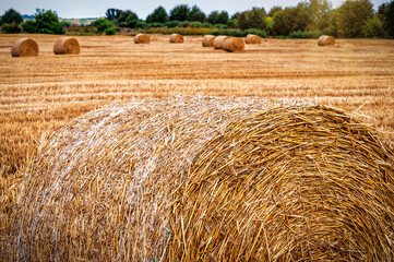 Straw bales on the agricultural field