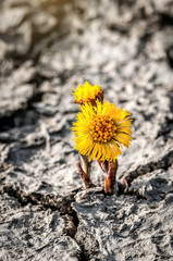 Yellow flower (coltsfoot) on cracked dried desert soil - obrazy, fototapety, plakaty