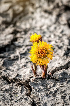 Yellow flower (coltsfoot) on cracked dried desert soil