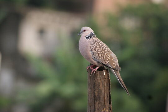 Preening Perfection: A Close-Up Look at a Spotted Dove's Feather Care