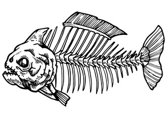 Piranha fish skeleton animal engraving PNG illustration. Scratch board style imitation. Black and white hand drawn image.