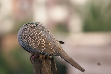 Preening Perfection: A Close-Up Look at a Spotted Dove's Feather Care