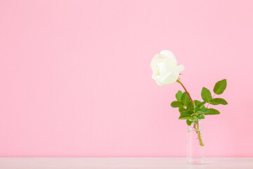 One fresh white rose flower with green leaves in glass vase on table at pink wall background....