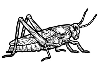 Grasshopper locust insect engraving PNG illustration. Scratch board style imitation. Black and white hand drawn image.