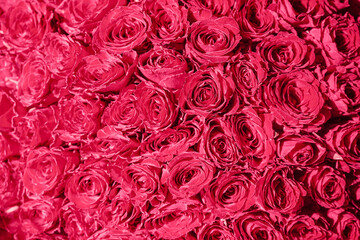 Backdrop of pink roses, Flowers wall background,Wedding decoration