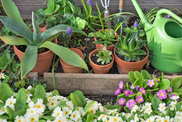 succulent potted and gardening equipment  in a garden with flowers blooming - 788284131