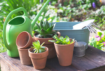 succulent  potted  and gardening equipment on wooden table in a garden with flowers blooming - 788284183