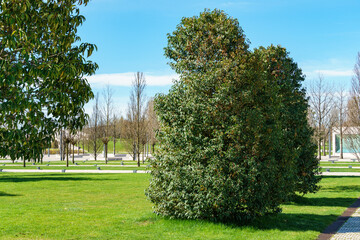 Evergreen Prunus lusitanica (Portugal laurel) in city park Krasnodar. Public landscape 'Galitsky park' for relaxation and walking in sunny spring 2024. - obrazy, fototapety, plakaty