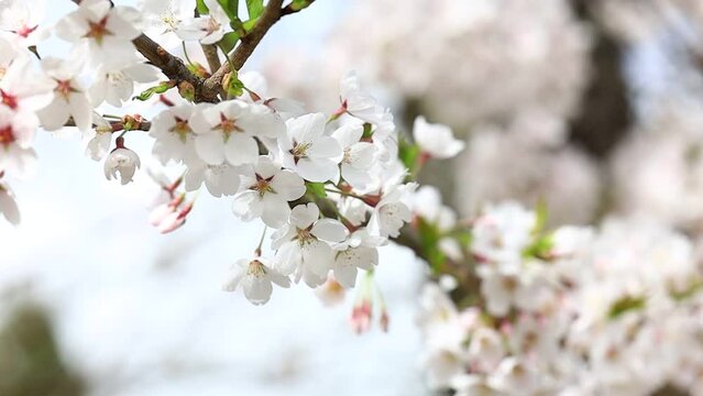 桜の花びら　スロー　風で揺れる　イメージ