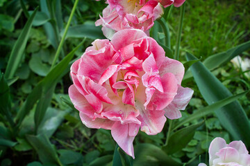 Terry pink tulip in close-up in a garden bed