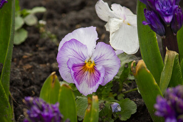 Lilac pansies close-up in a spring garden bed