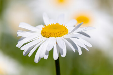 Naklejka premium Oxeye Daisy flower 