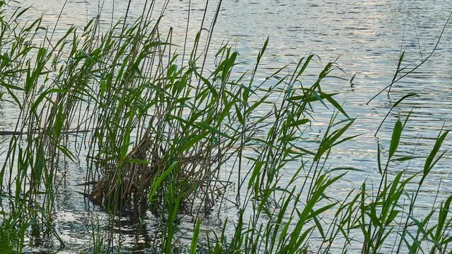 Phragmites australis, known as common reed, is broadly distributed wetland grass. Phragmites australis, common reed, commonly forms extensive stands (known as reed beds).