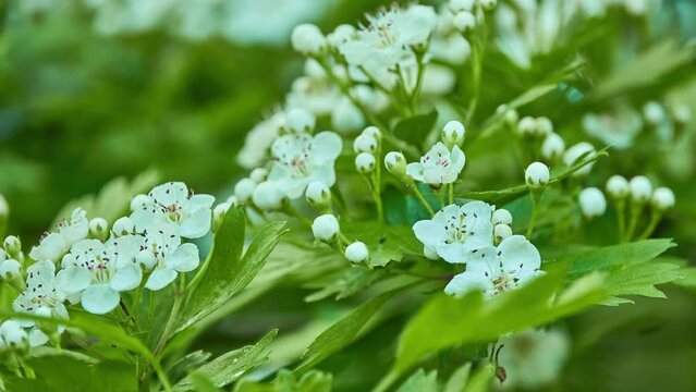 Crataegus laevigata, known as the midland hawthorn, English hawthorn, woodland hawthorn or mayflower, is a species of hawthorn native to western and central Europe.
