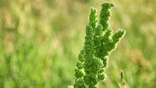 Rumex longifolius, commonly known as dooryard dock or northern dock, is perennial species of plant in genus Rumex.