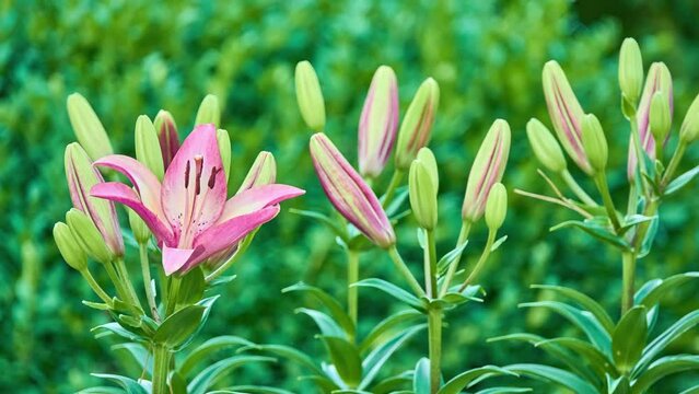 Marlene lily variety bred by cross-pollination of Asiatic and long-flowered lilies. This Asian variety is known primarily for its ability to fasciate, resulting in about 100 flowers blooming on plant.