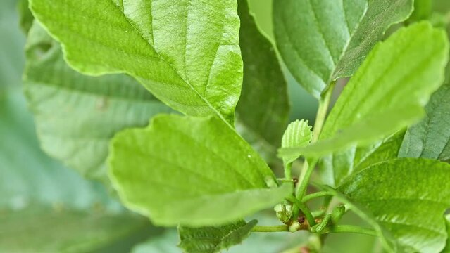 Alnus glutinosa, common, European black or just alder, is tree in family Betulaceae, native to most of Europe, southwest Asia and northern Africa.