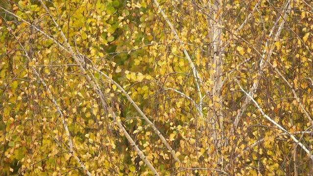Betula pubescens (Betula alba), commonly known as downy birch and also as moor birch, white birch, European white birch or hairy birch, is deciduous tree.
