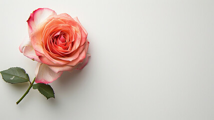Rose flower on light background. Insertion space.