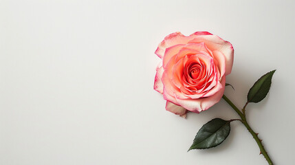 Rose flower on light background. Insertion space.