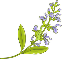 Sage Plant with Flowers and Leaves Colored Detailed Illustration. 