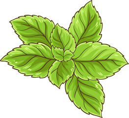 Melissa Branch with Leaves Colored Detailed Illustration