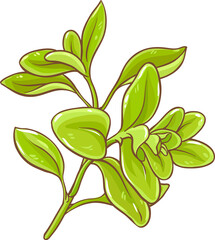 Marjoram Branch with Leaves Colored Detailed Illustration. Organic natural nutritional healthy food ingredient, vegetarian diet product