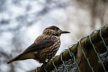 Bird nutcracker close up sitting