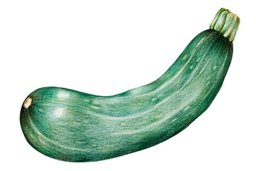 Green zucchini vegetable illustration png organic
