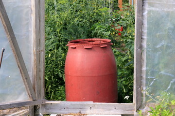 A large red barrel of water stands in the door of the wooden greenhouse. Water barrel for watering...