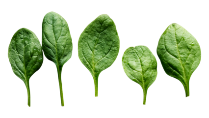 PNG organic spinach leaf sticker, transparent background