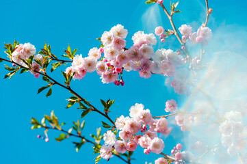 Motion Blur Background. Beautiful and cute pink Kawazu Zakura (cherry blossom) against blue sky with sun rays, wallpaper background.