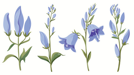 Fototapeta na wymiar Bluebell flower. Wild blue bell on stem with leaf.