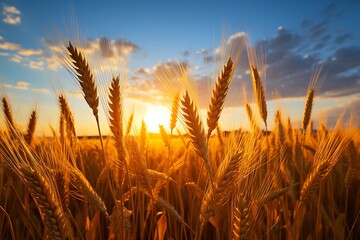 Wheat field. Ears of golden wheat close up. Beautiful Nature Sunset Landscape. - obrazy, fototapety, plakaty