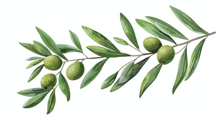 Bran  of olive tree with green fruits and leaves
