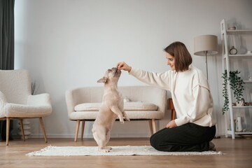 Training, teaching tricks. Young woman is with her pug dog at home