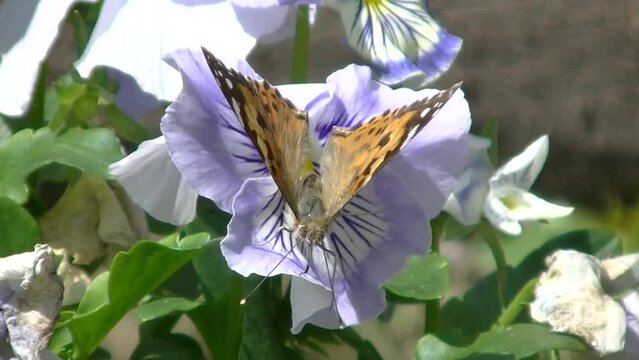 Blue-violet flower Garden pansy and butterfly Vanessa cardui, Painted lady - real time and close-up shot. Topics: flowering, beauty of nature, fauna, flora, season, lepidopterology