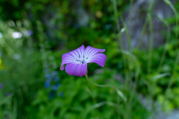 モネの庭（高知）の花々