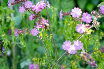 モネの庭（高知）の花々