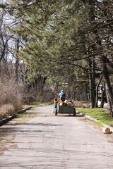The man is riding a tractor in the garden along a road lined with pine trees