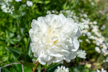 モネの庭（高知）の花々