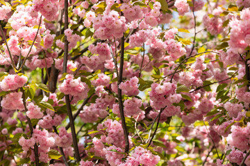 Blooming sakura branches in spring